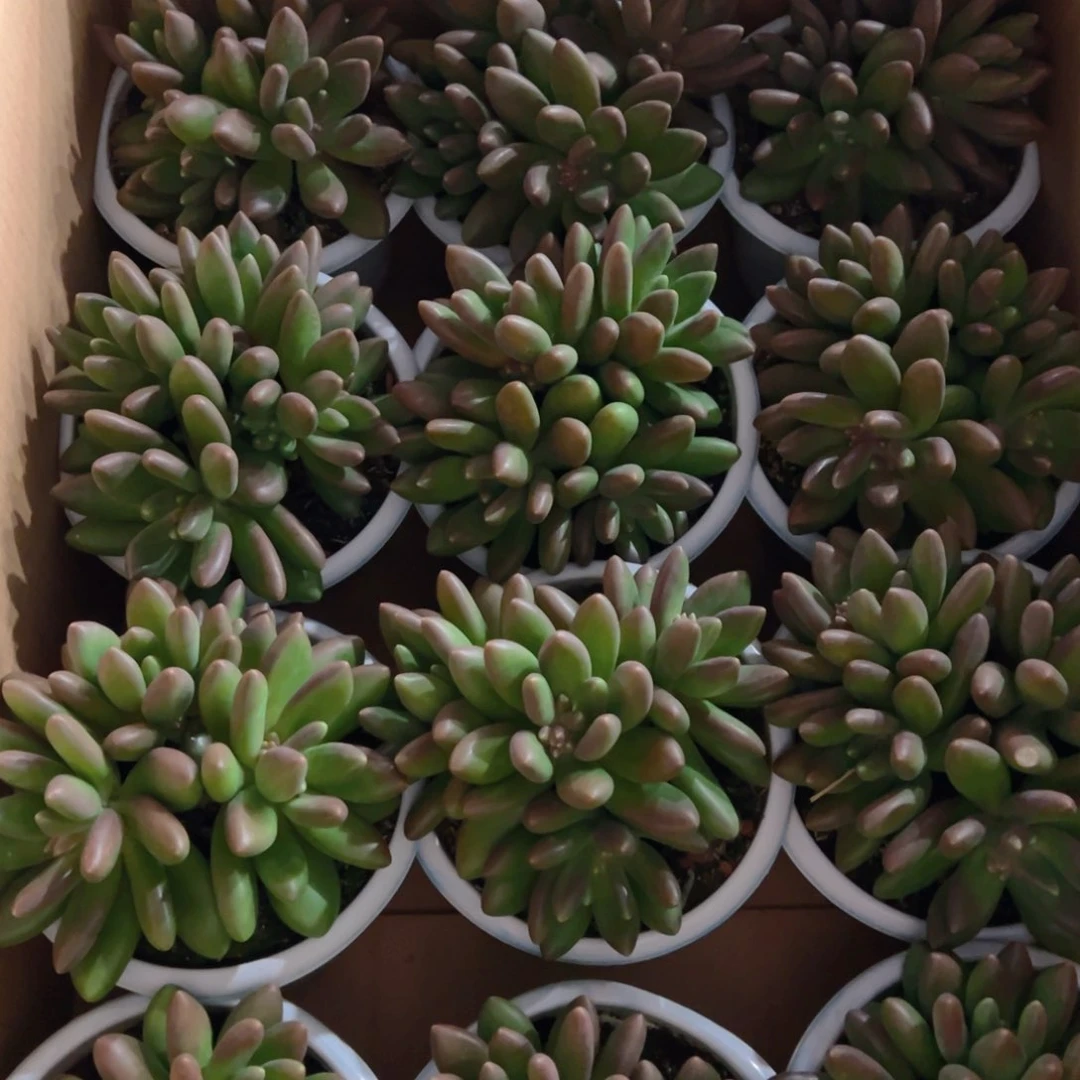 芒果奶4个头发货的