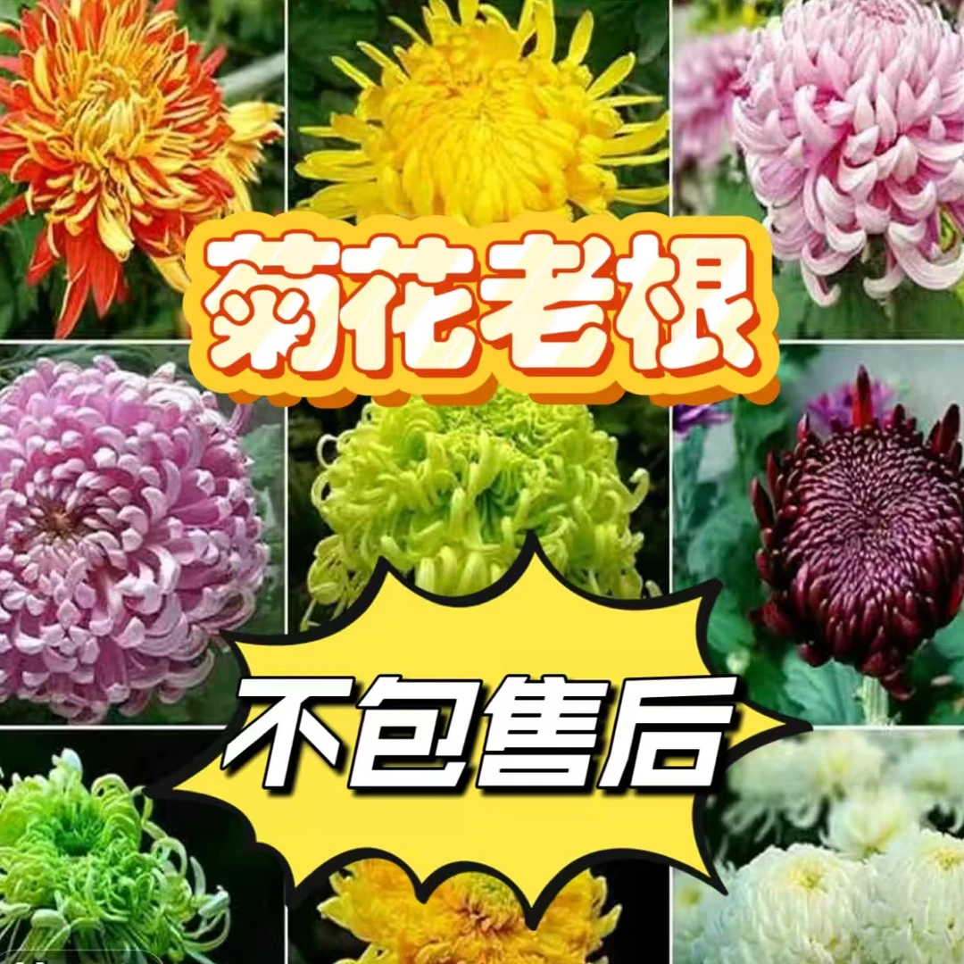 九月菊花后根【随机两颗】断枝掉苞不售后，介意勿拍