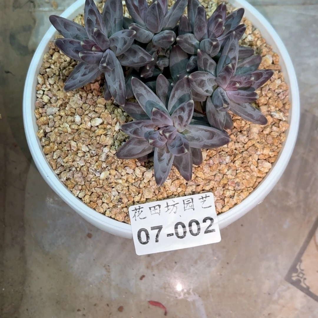 清**露07.002乌拉克拉多肉