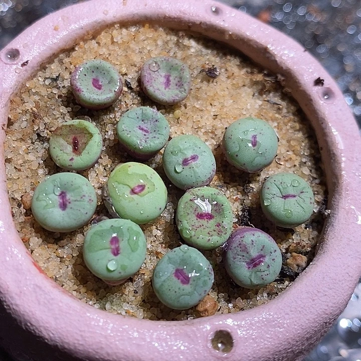 ts427红嘴一颗。