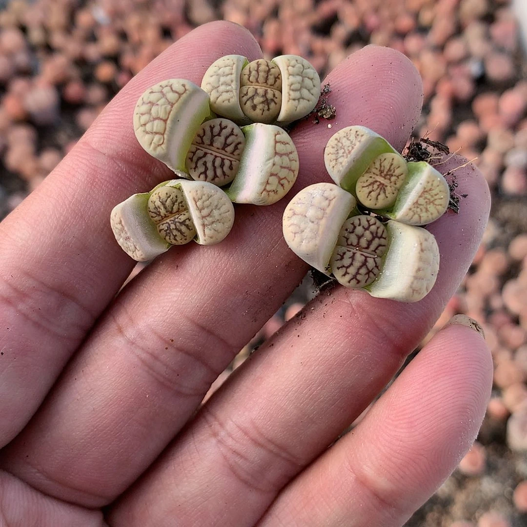 W71多肉植物保护
