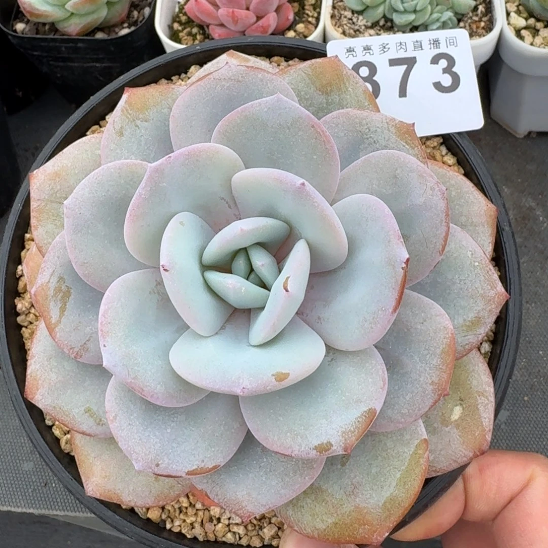 长腿奶茶        平安福寿多，财运福运走上坡