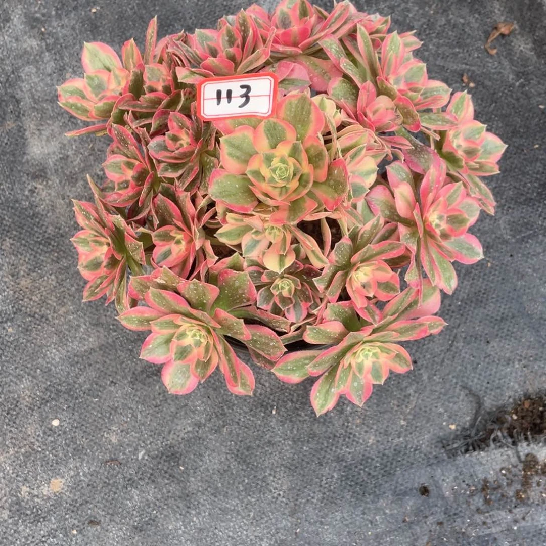 初恋老桩手捧113