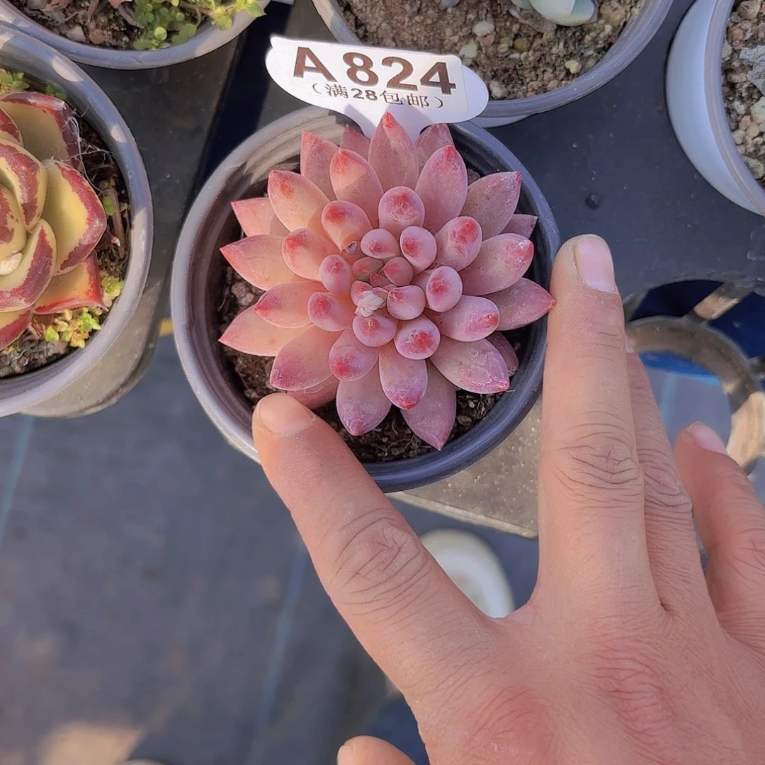 A824金鱼姬一物一拍