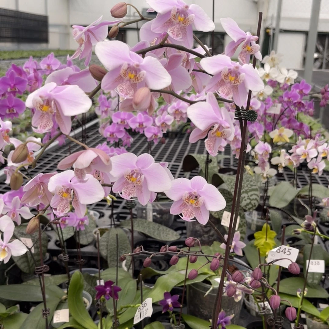 大部分花苞少量开放编号827史交西