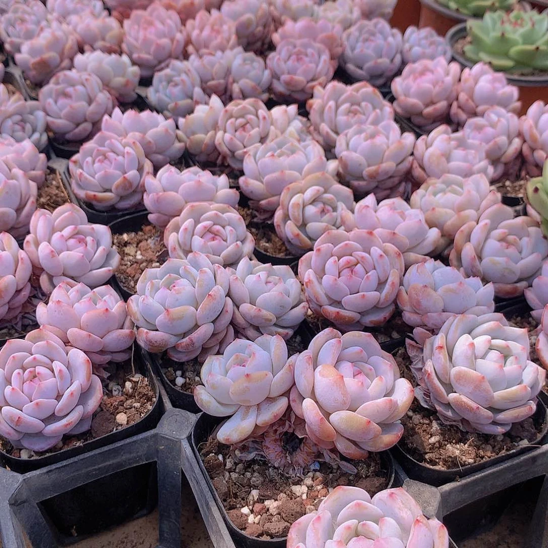 两颗星星橙2456778999999