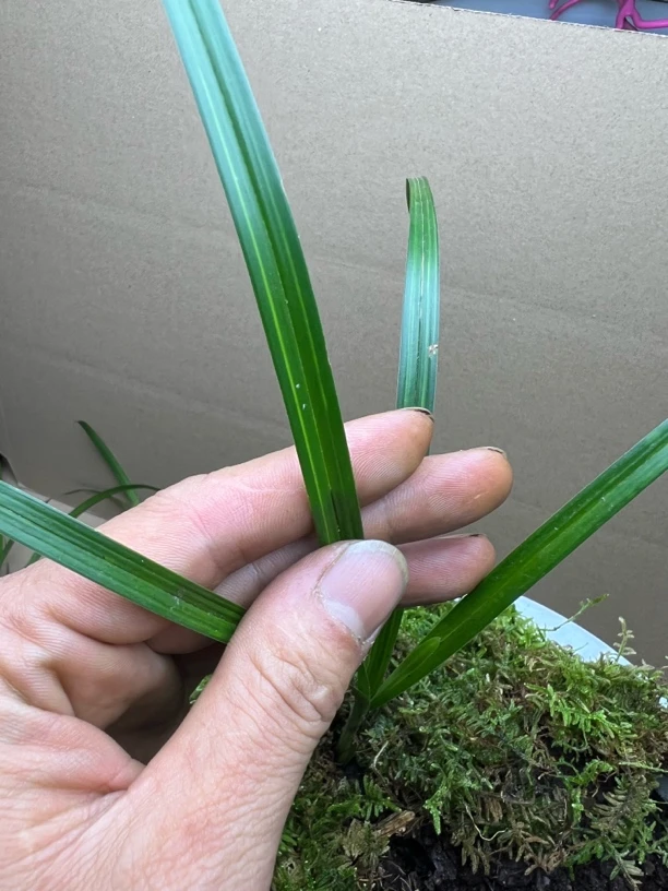 绿兰送春兔儿兰春兰多功能链接