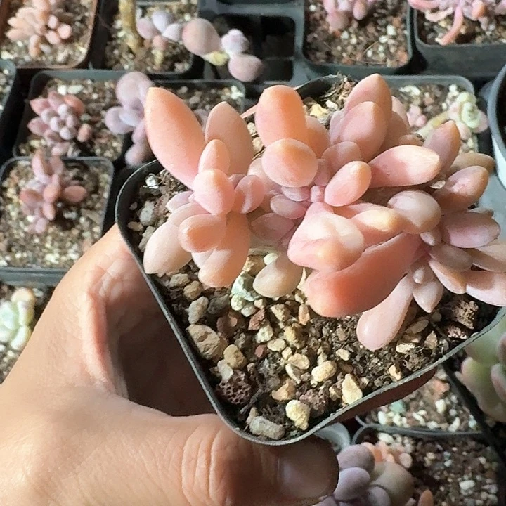 有**人xnxbxbcnfkgj061