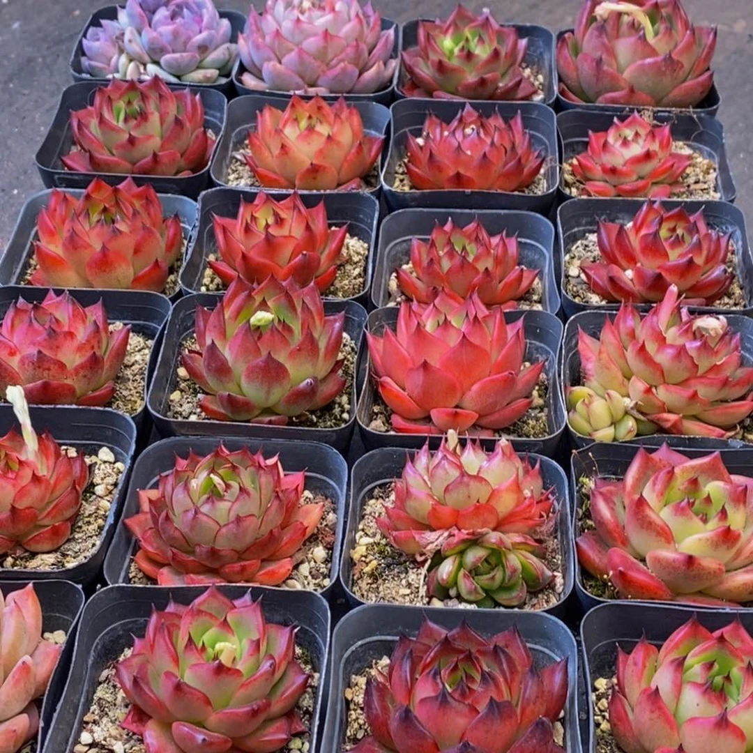 065多肉植物保护研究所所长助理研究员和