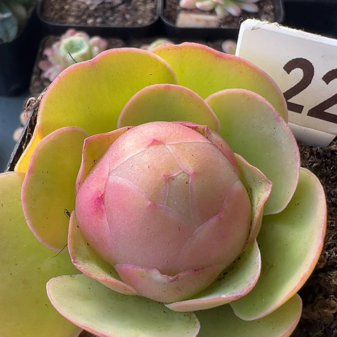 红唇226山地玫瑰多肉