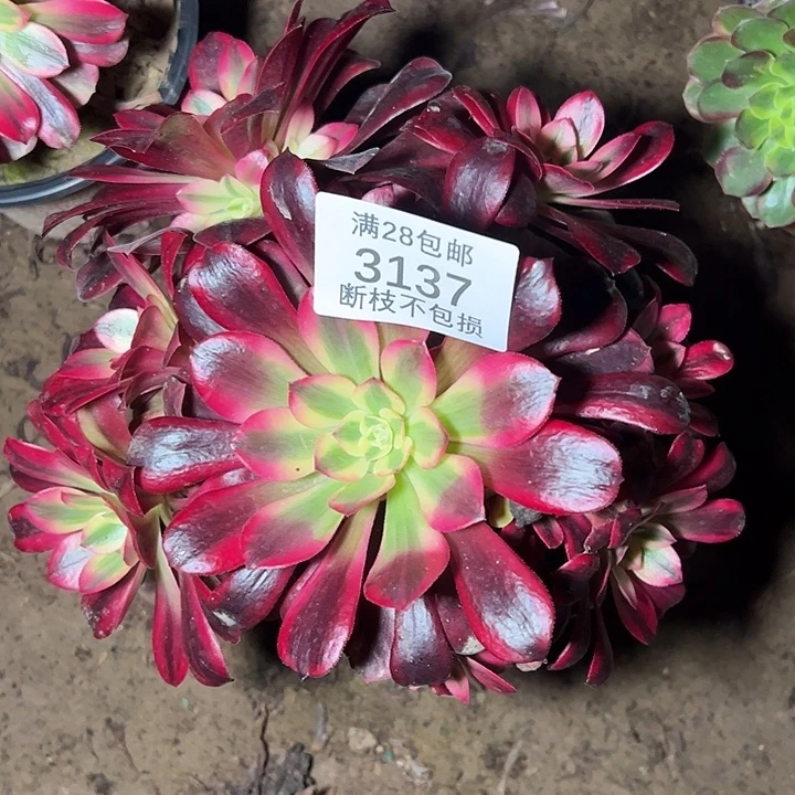 3137美杜莎多肉植物