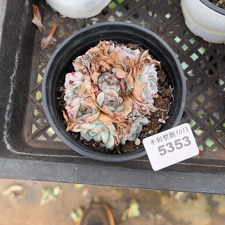 阿雅园艺。       5353天鹅绒