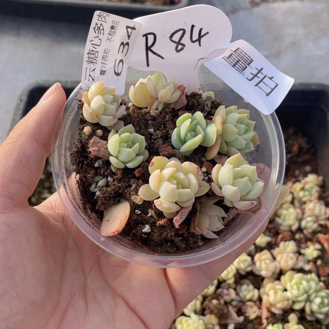 云糖心多肉植物634
