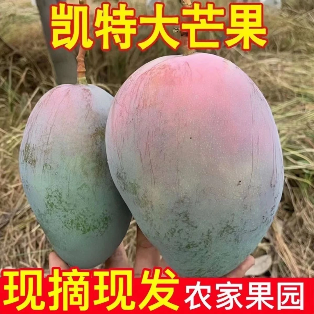 【肉多够大够甜】攀枝花凯特芒果新鲜现摘酸甜多汁香味浓郁应季水果