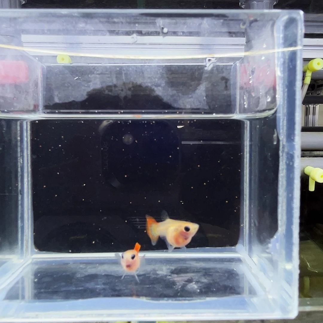 孔雀鱼12琉璃球玻璃猫