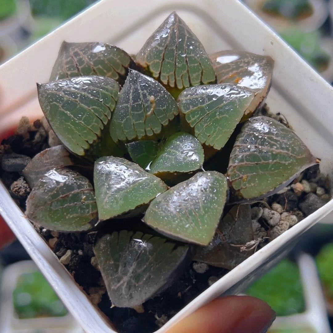 白盆日月潭玉露多肉1