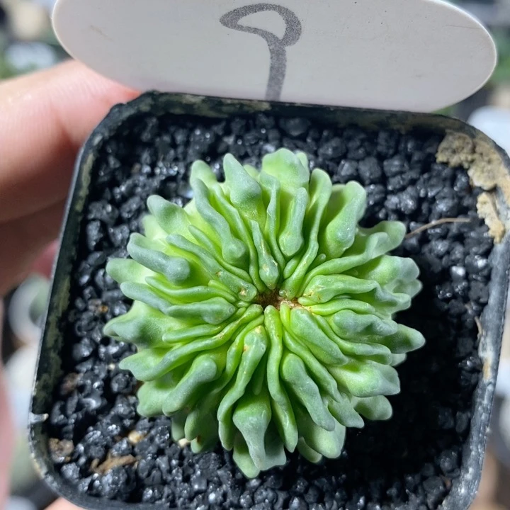 9号单头精子球蝌蚪球3.7cm
