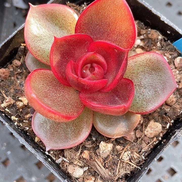 多肉植物红灯12多肉