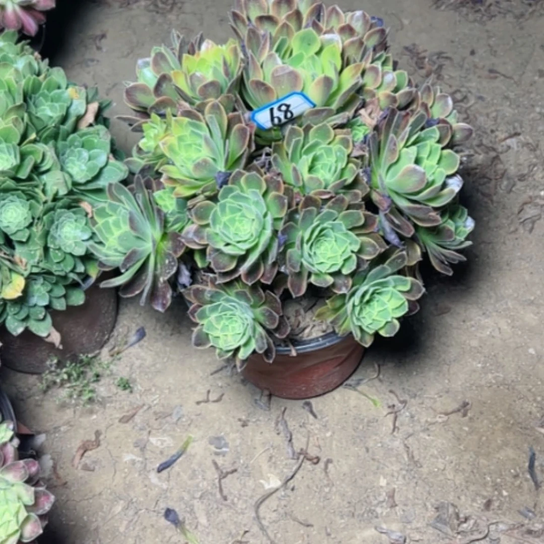 【闪购商品】茶**言多肉植物青梦68