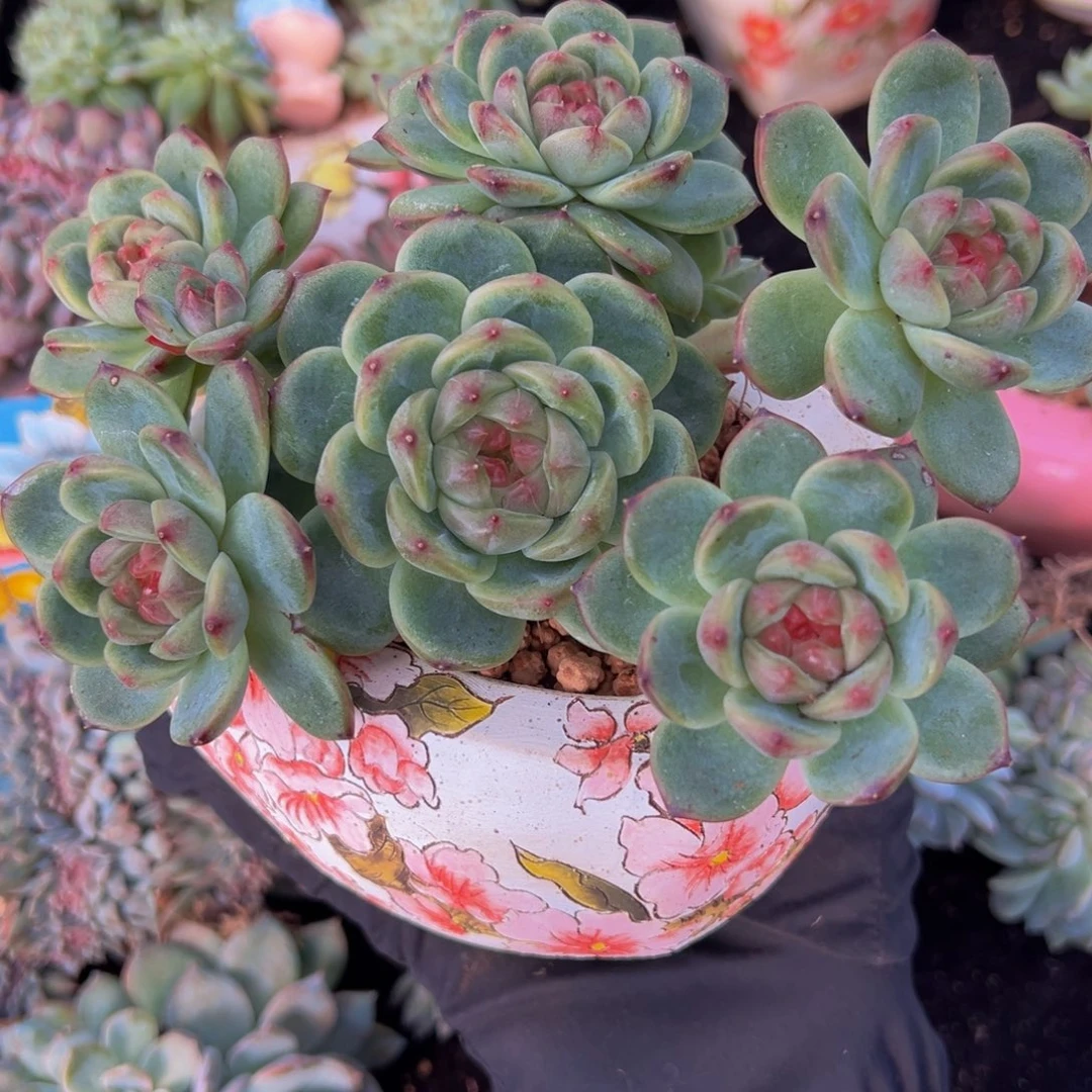 樱桃珍妮 天天开心