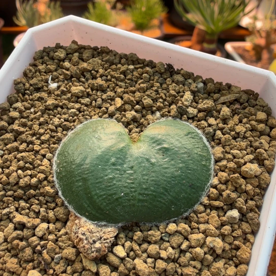 毛爱心436 仙人球