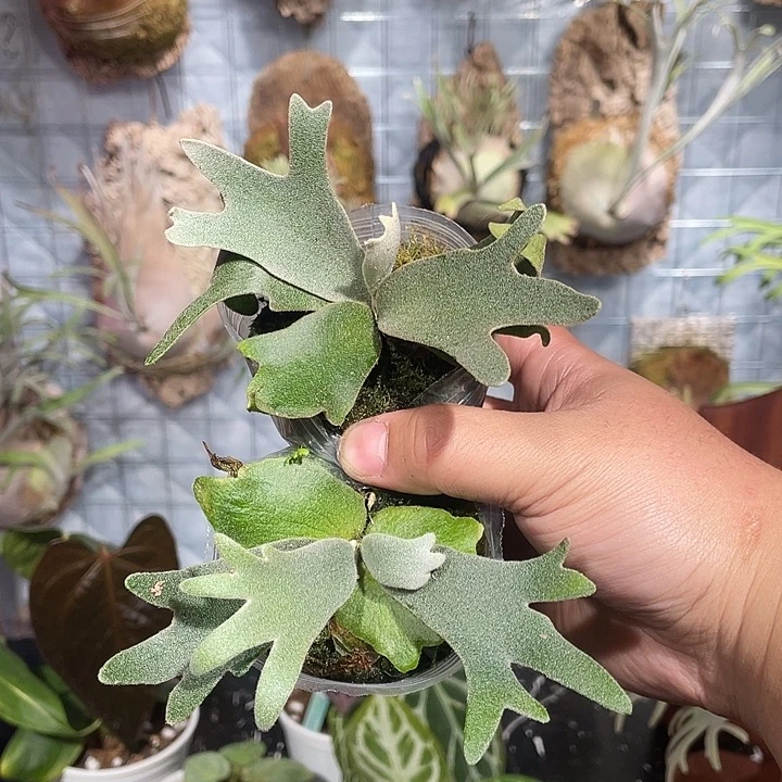 完全开放omg鹿角蕨