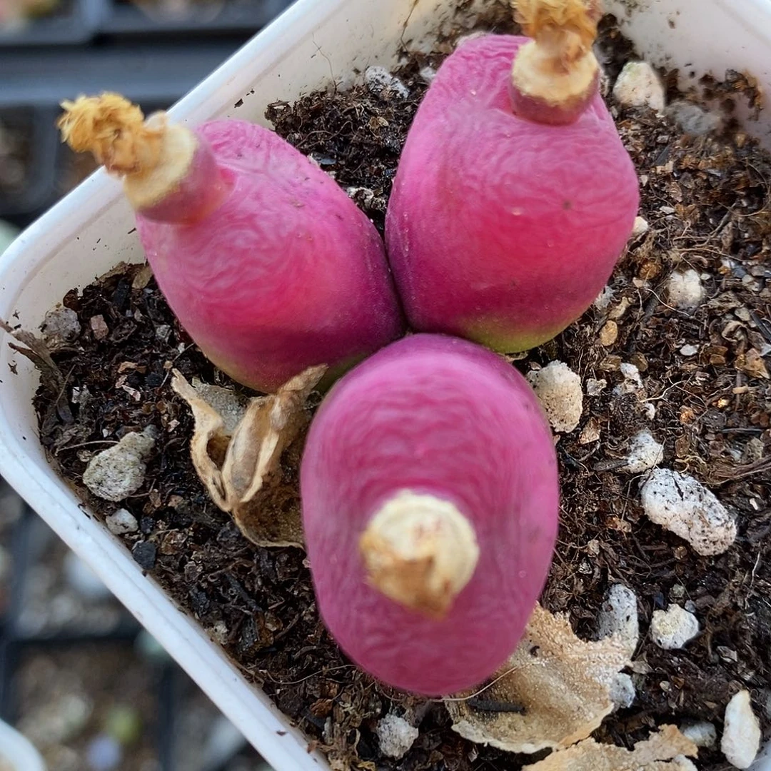 1491三头红蟠桃一颗。