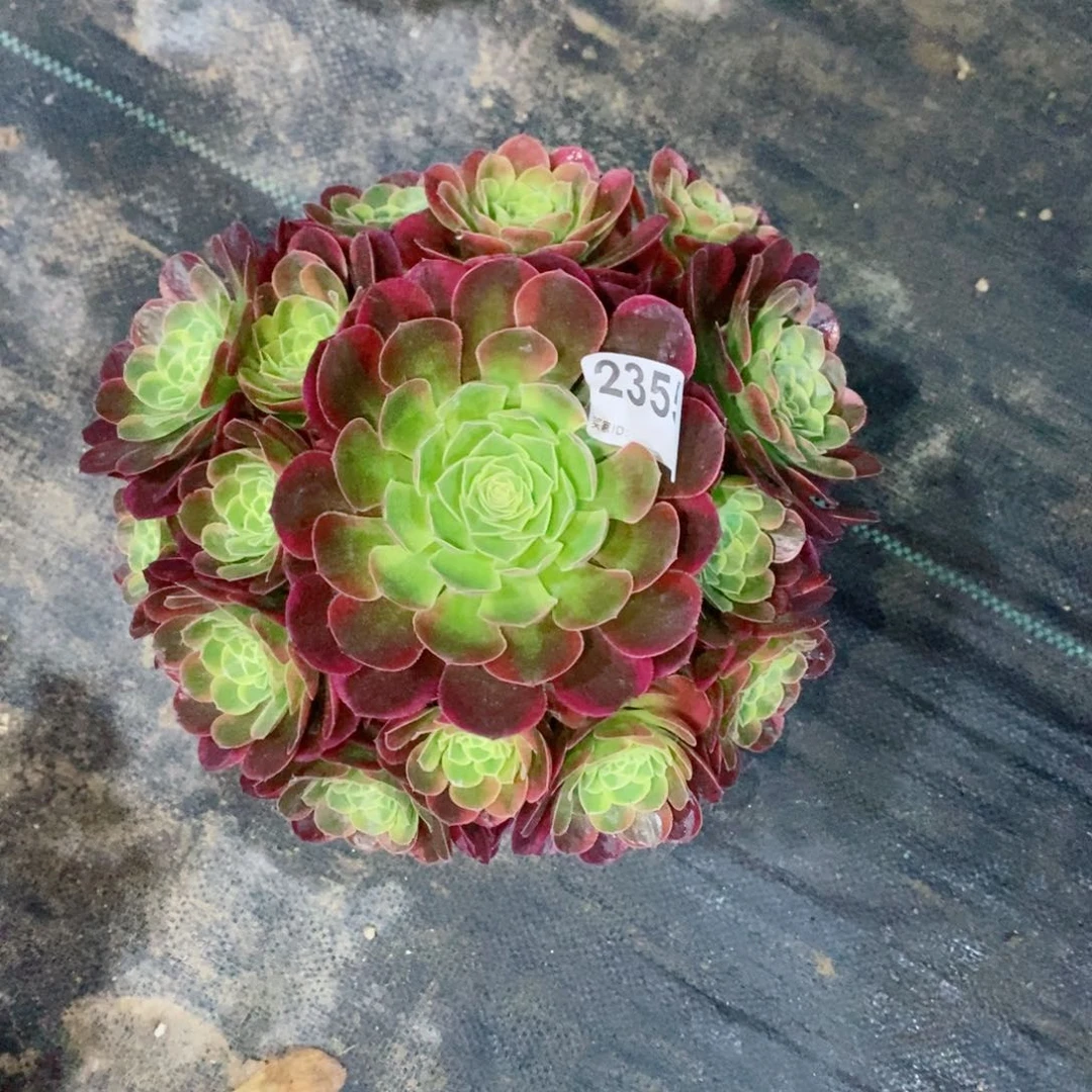 奶白2355多肉1111