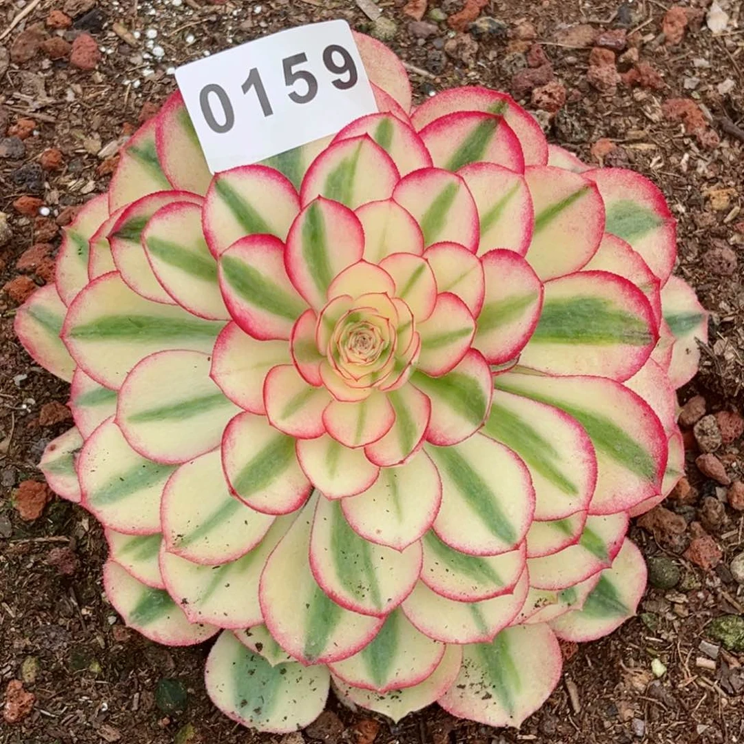 荔枝多肉发货发货