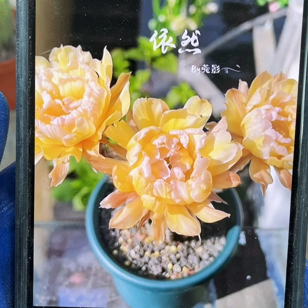 依然自根球6公分左右