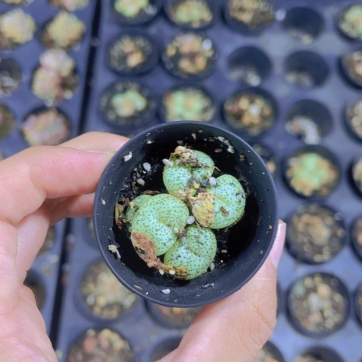 精品安贞带盆土发