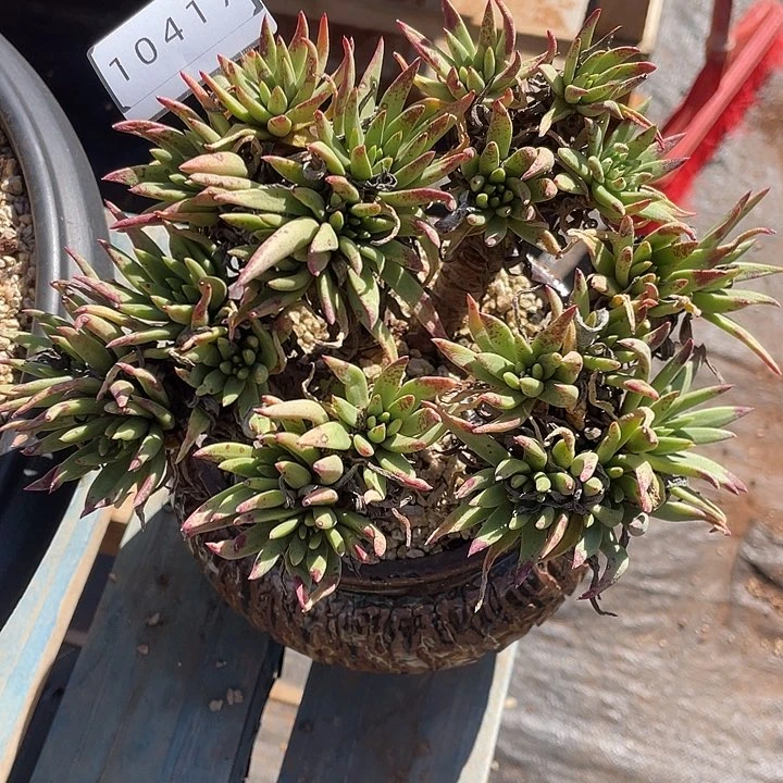 绿法瑞老桩多头10417