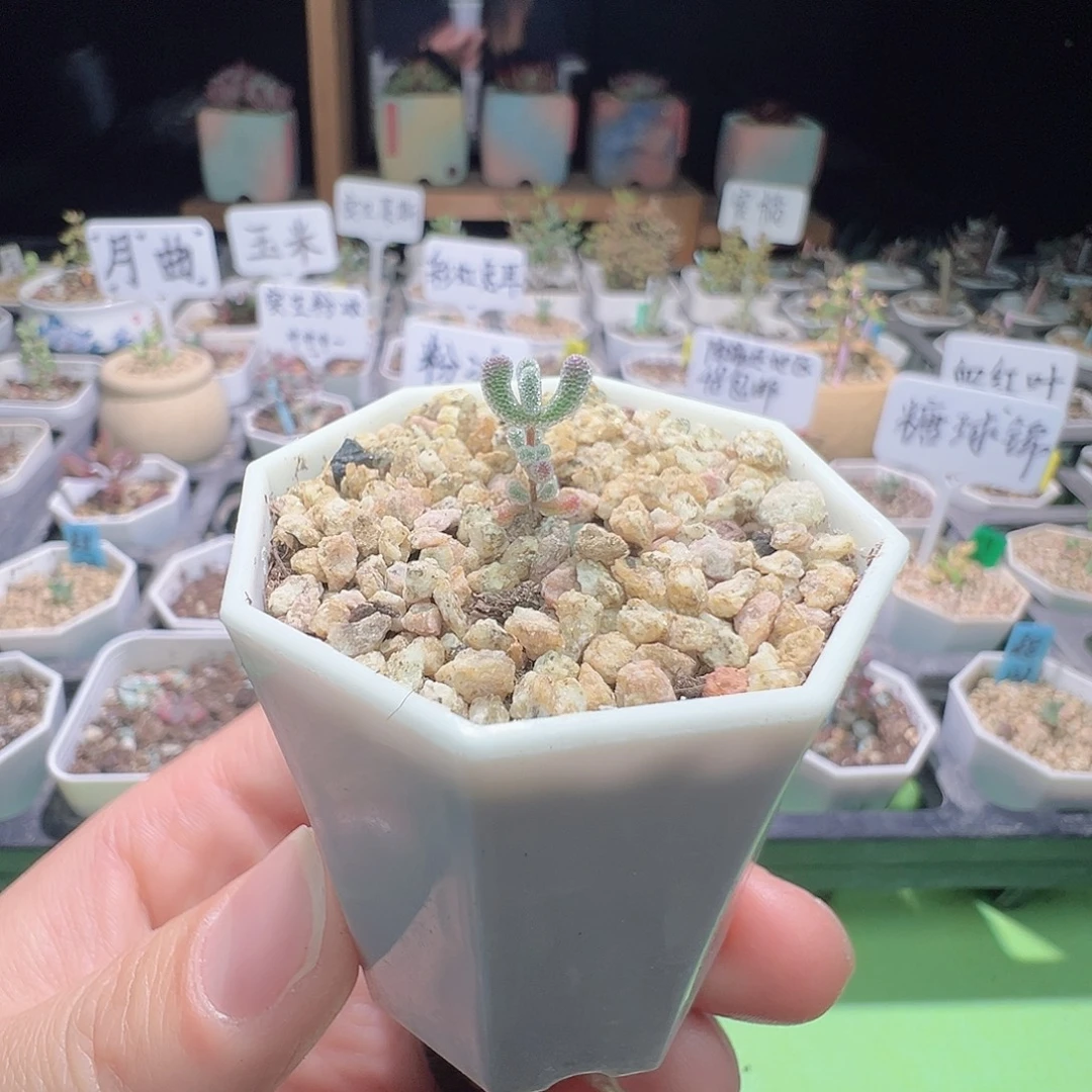 尺寸小，2713实生粉冰晶，拍下不退不换