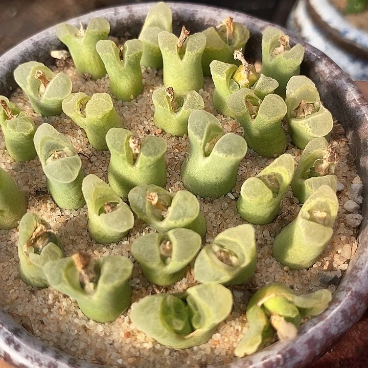 小奶瓶风铃一颗