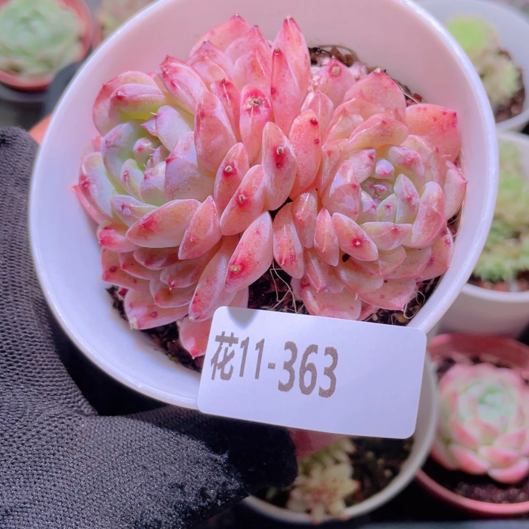花利美11-363新品