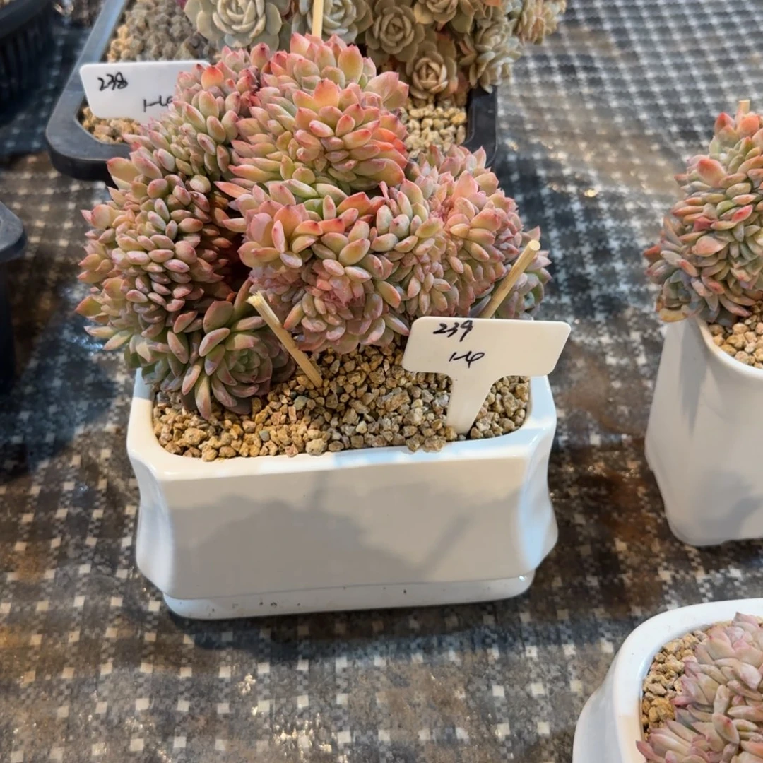 月***语一物一拍1-4冰魄树缀样板239