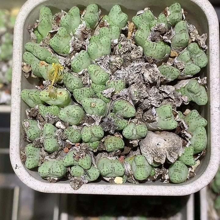 精品多肉植物原始猪蹄