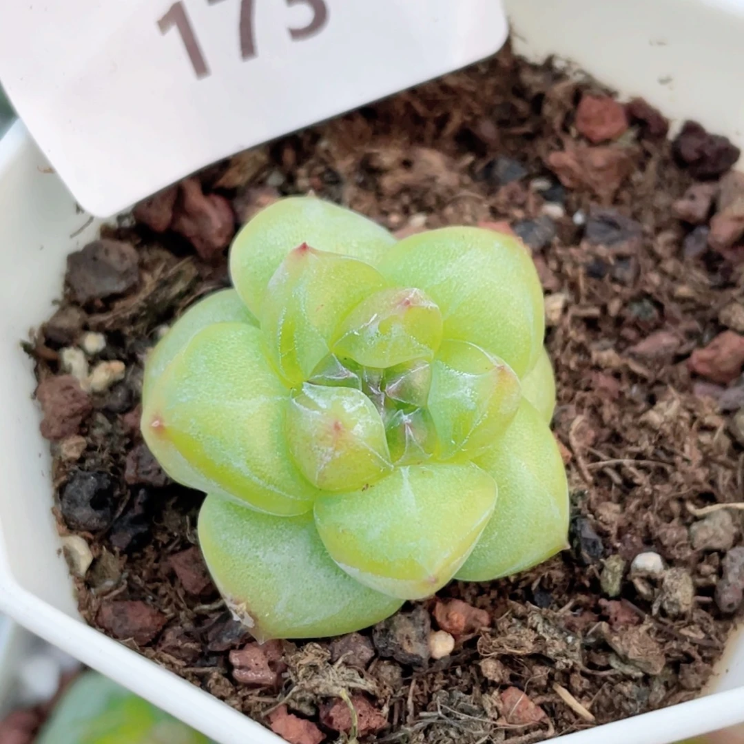 173号糖心冰心珍妮