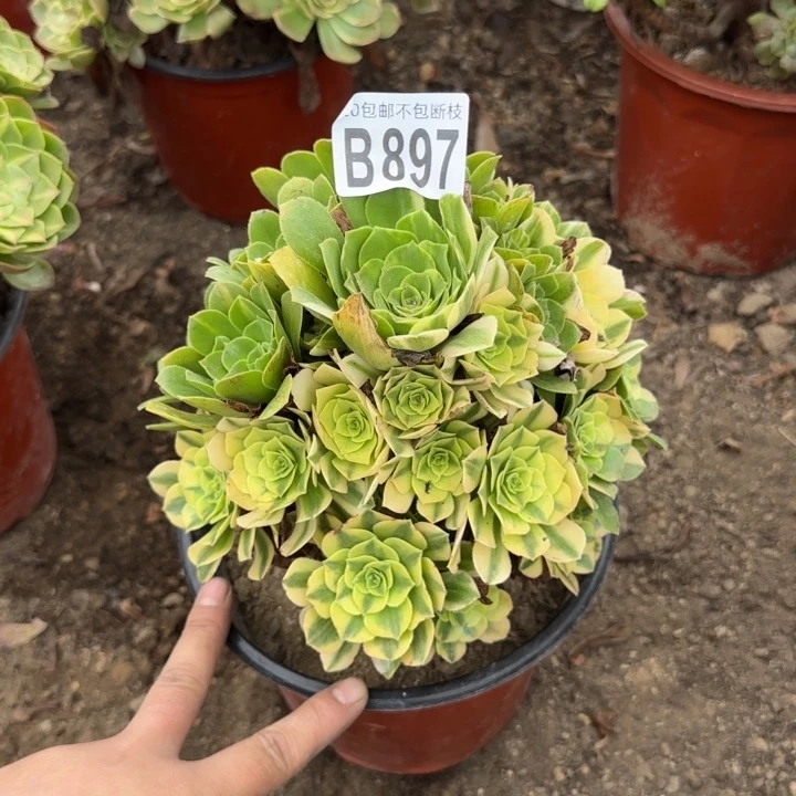 五彩琉璃……多肉植物……
