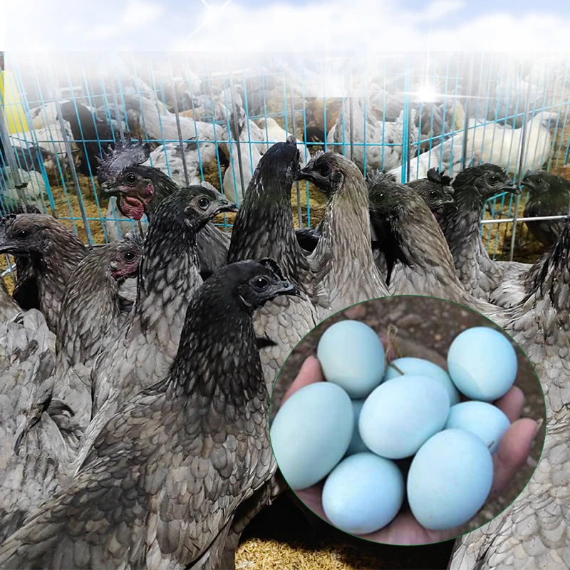 江西绿壳蛋鸡品种