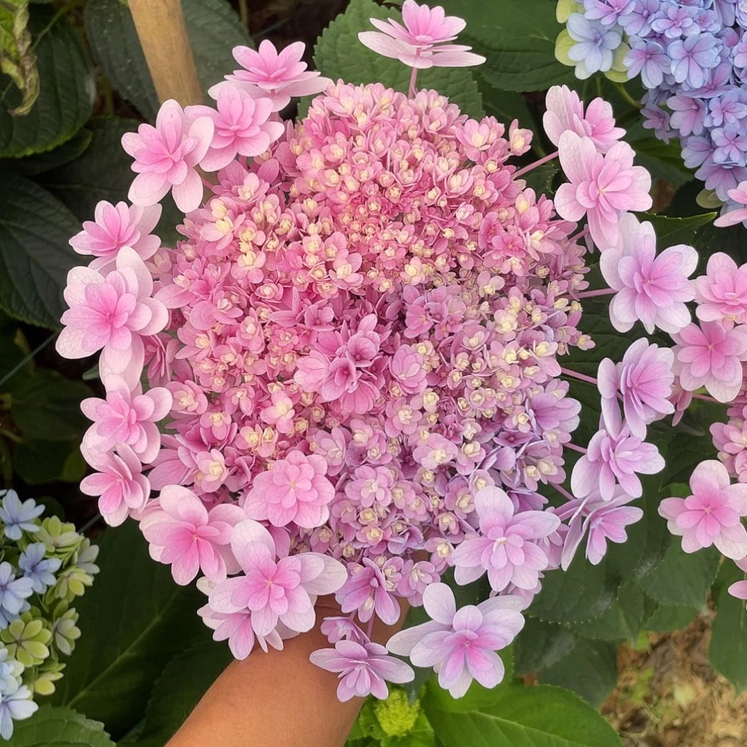 绣球切花一物一拍3枝起包邮，169