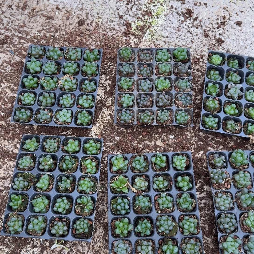 105孔玉露20颗不售后量拍