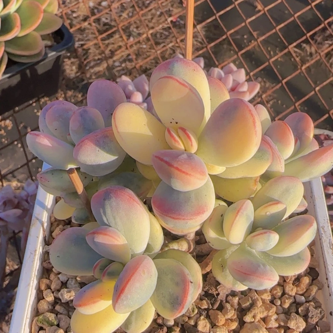 【闪购商品】乒乓福娘锦