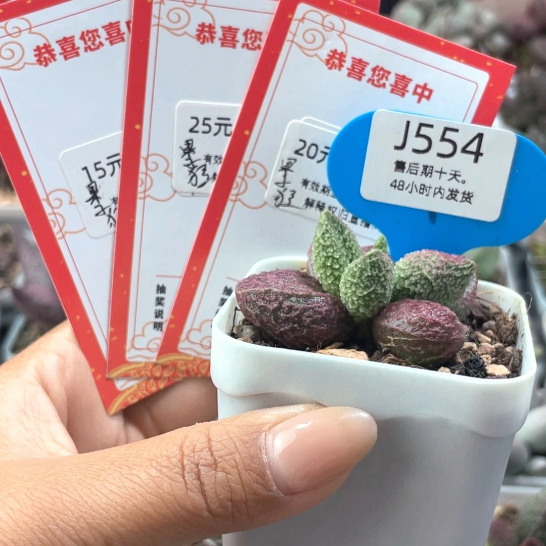 果***子554。   实生。 代金劵60