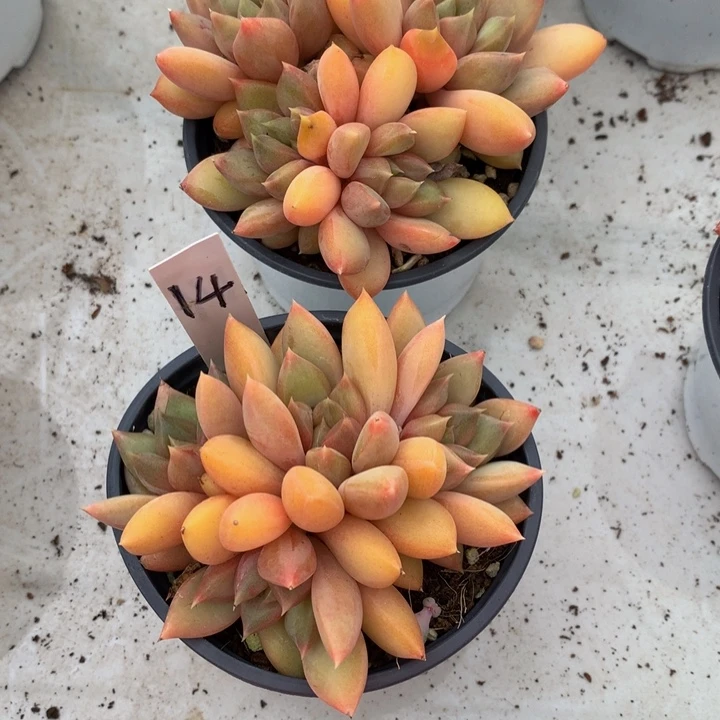 低头族和欧727273773