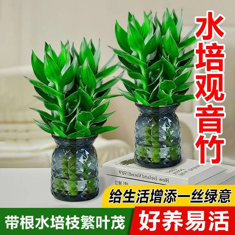 【买一送一】水培观音竹室内四季绿色桌面盆景盆栽轻奢风烟灰树脂盆