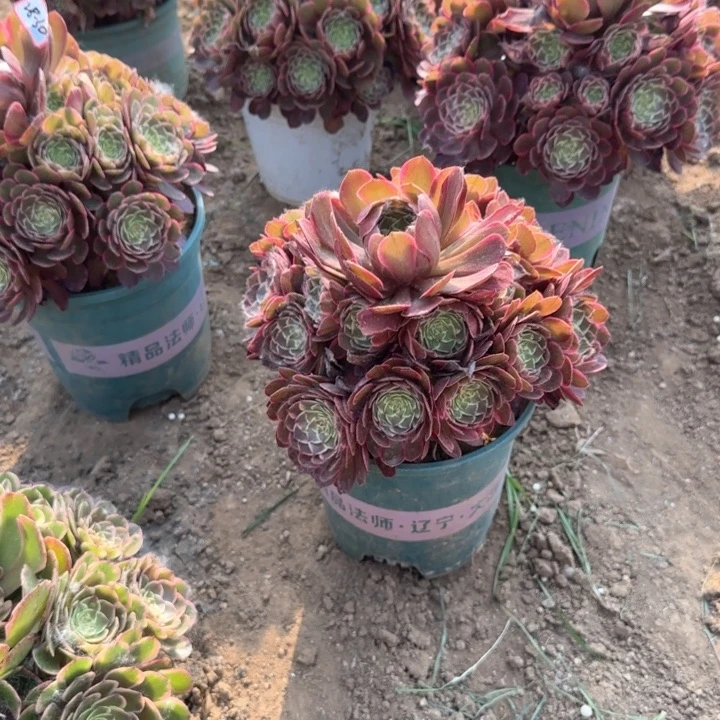 28-30粉花妖亮牌13.8一个多肉植物