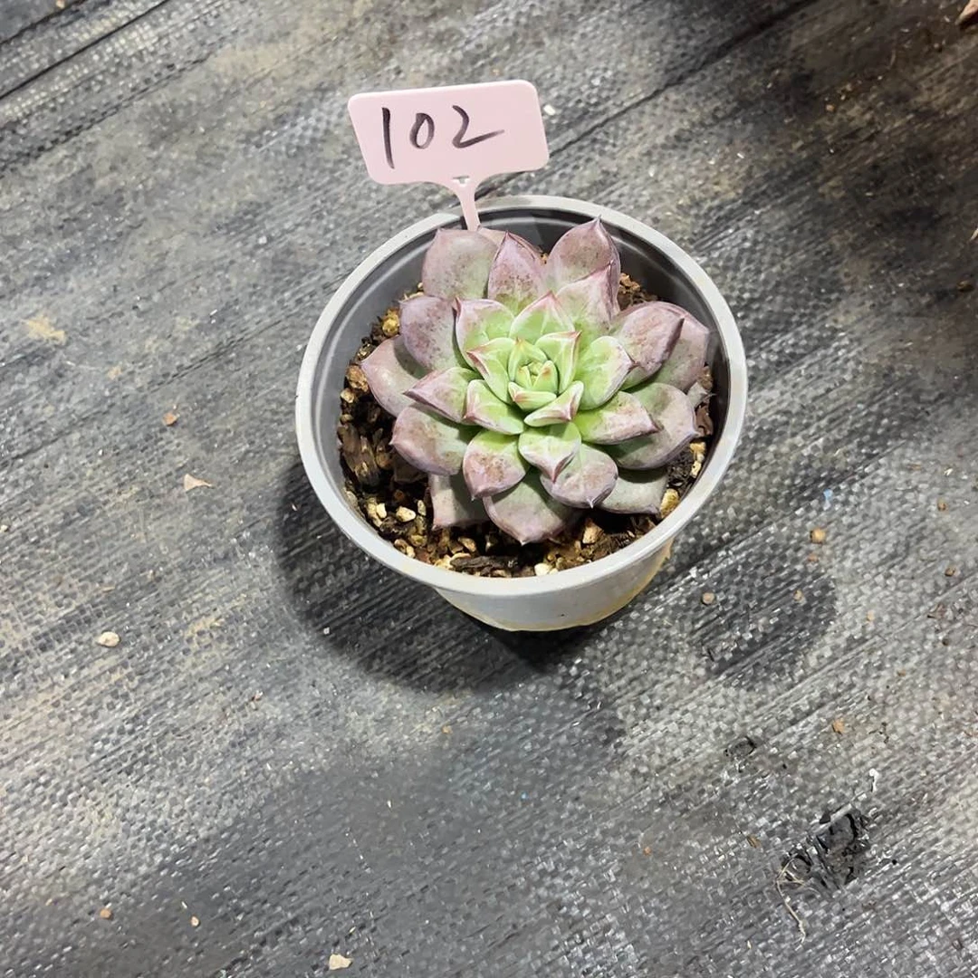 小***子祖母绿杂多肉植物