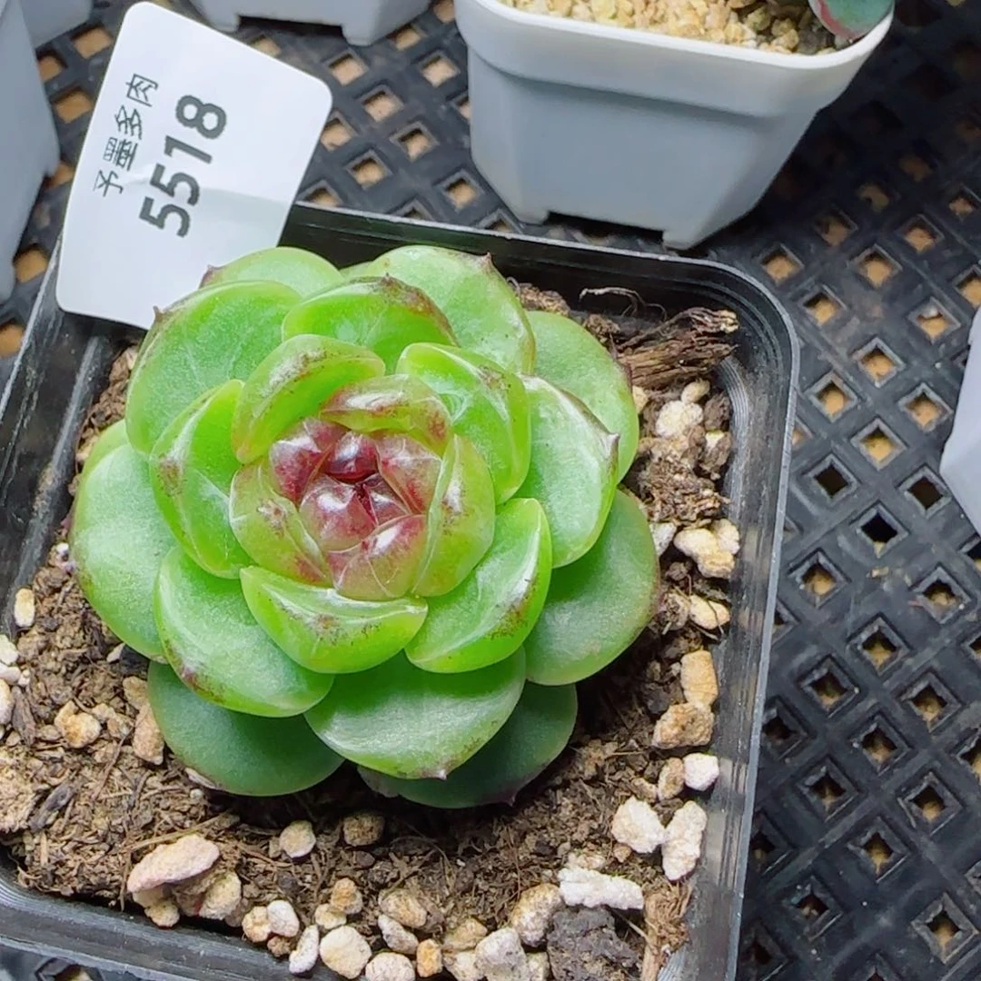 幽灵公主，5518多肉植物