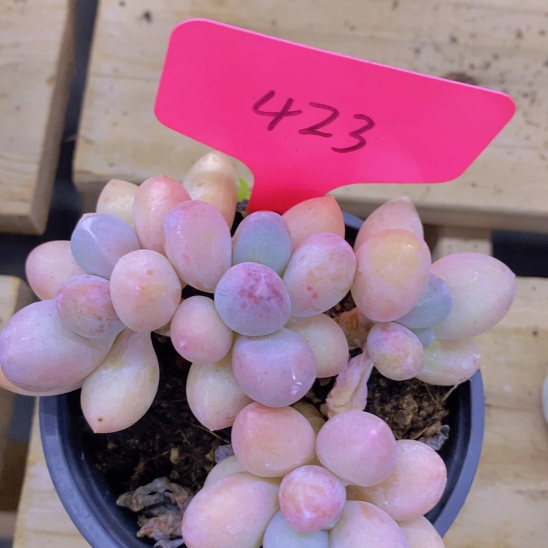 双十一专场开启，一单包邮